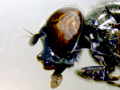 Melanogaster hirtella